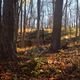 Illustration for article titled Fall photo dump